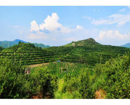 常宁市一滴香油茶有限公司