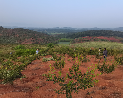 湖南荣园农业开发有限公司